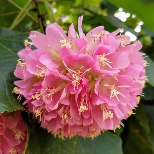 thumbnail for publication: Dombeya wallichii: Pinkball